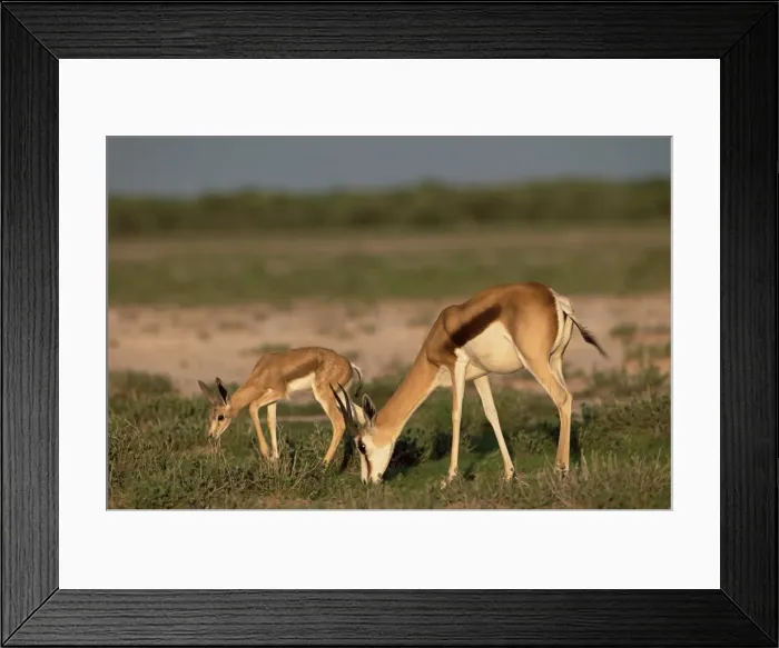 Framed Print : Springbokwith lamb (Antidorcas marsupialis) Framed Print : Springbokwith lamb (Antidorcas marsupialis)