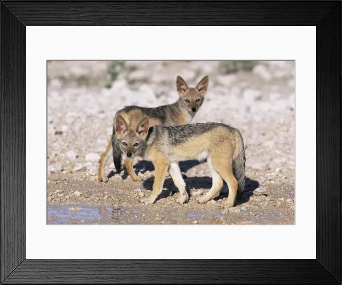 Framed Print : Young blackbacked jackals (Canis mesomelas) Framed Print : Young blackbacked jackals (Canis mesomelas)