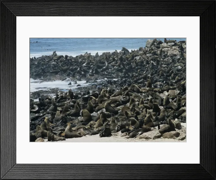 Framed Print : Breeding colony of Cape fur seals (Arctocephalus pusillus) Framed Print : Breeding colony of Cape fur seals (Arctocephalus pusillus)