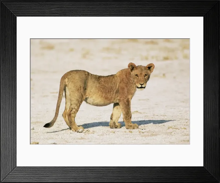 Framed Print : Sub-adult lion Framed Print : Sub-adult lion