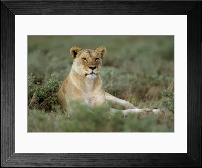 Framed Print : Lioness (Panthera leo) Framed Print : Lioness (Panthera leo)