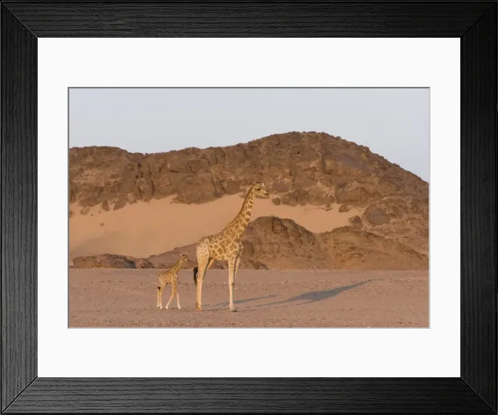 Framed Print : Desert giraffe (Giraffa camelopardalis capensis) with her young, Namibia, Africa Framed Print : Desert giraffe (Giraffa camelopardalis capensis) with her young, Namibia, Africa