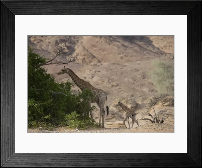 Framed Print : Desert giraffe (Giraffa camelopardalis capensis) with her young Framed Print : Desert giraffe (Giraffa camelopardalis capensis) with her young