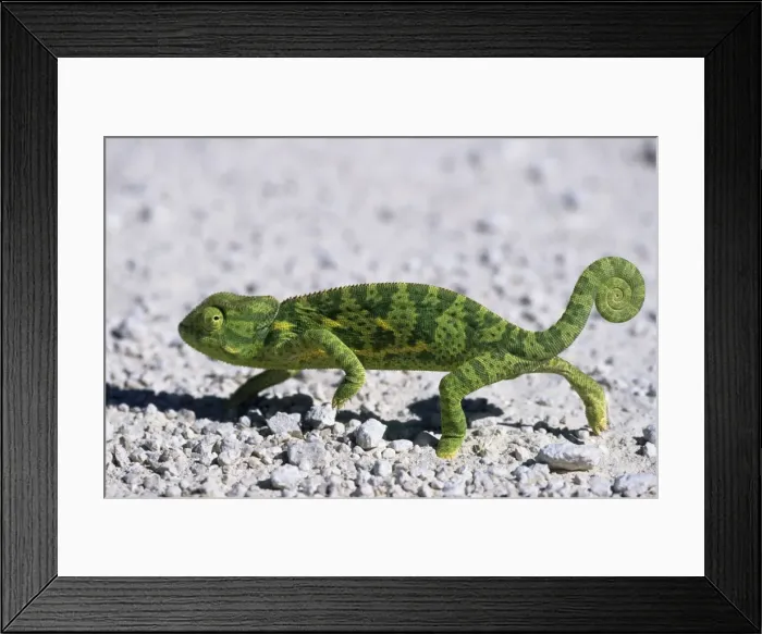 Framed Print : Flap-necked Chameleon Framed Print : Flap-necked Chameleon