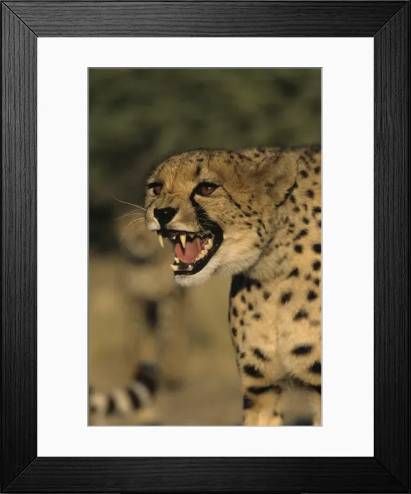 Framed Print : Cheetah, (Acinonyx jubatus) Framed Print : Cheetah, (Acinonyx jubatus)