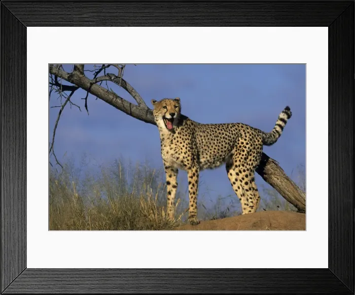Framed Print : Cheetah, (Acinonyx jubatus) Framed Print : Cheetah, (Acinonyx jubatus)