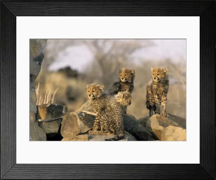 Framed Print : Cheetah, (Acinonyx jubatus) Framed Print : Cheetah, (Acinonyx jubatus)