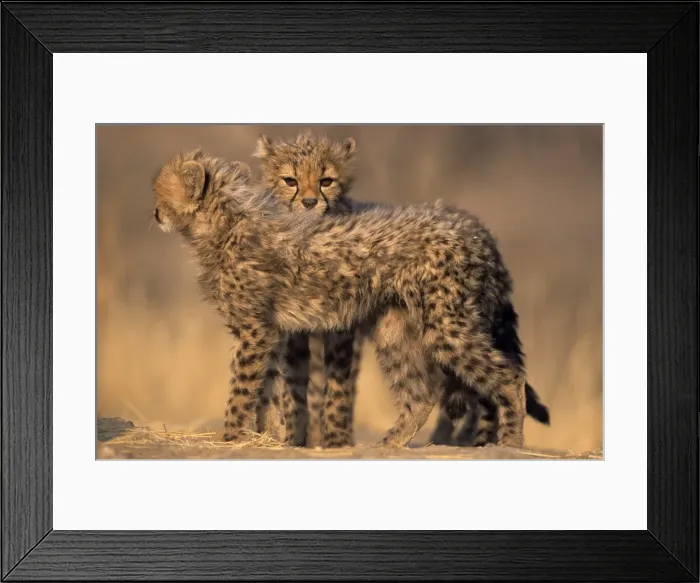 Framed Print : Cheetah, (Acinonyx jubatus) Framed Print : Cheetah, (Acinonyx jubatus)