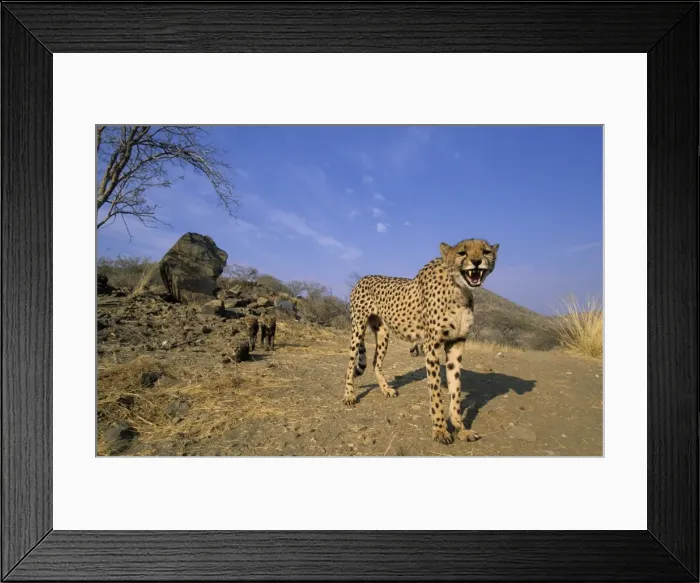 Framed Print : Cheetah, (Acinonyx jubatus) Framed Print : Cheetah, (Acinonyx jubatus)