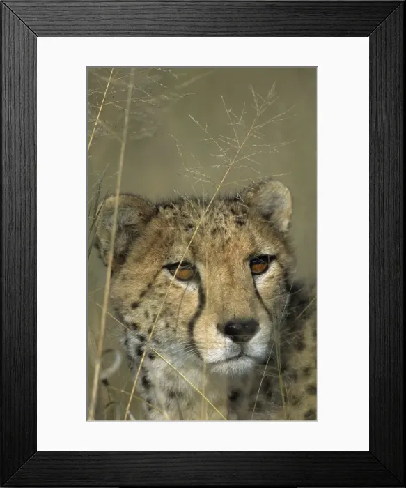 Framed Print : Cheetah, (Acinonyx jubatus) Framed Print : Cheetah, (Acinonyx jubatus)
