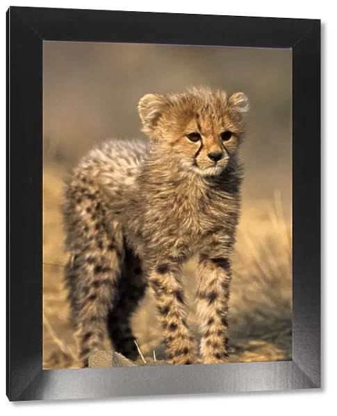 Cheetah, (Acinonyx jubatus)