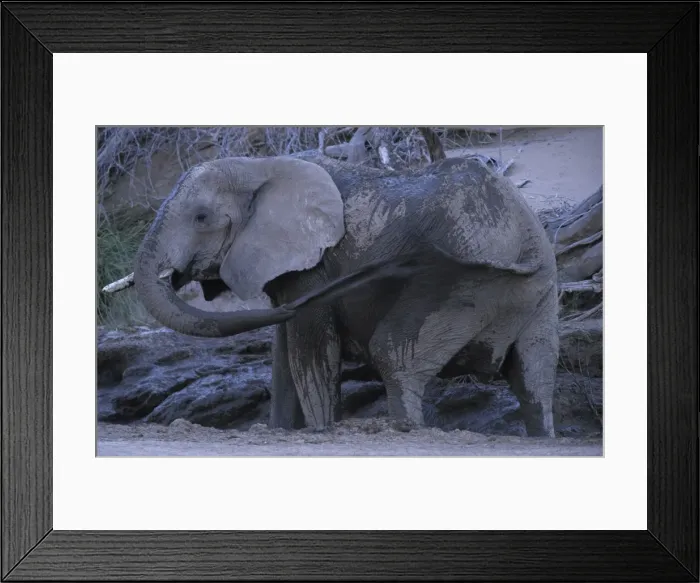 Framed Print : Desert-dwelling Elephant Framed Print : Desert-dwelling Elephant