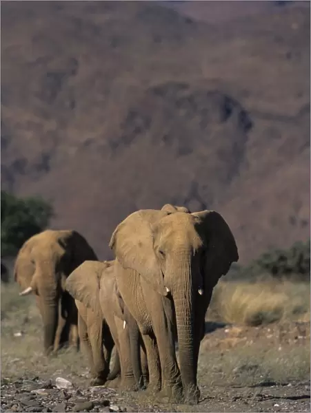 Desert-dwelling Elephant