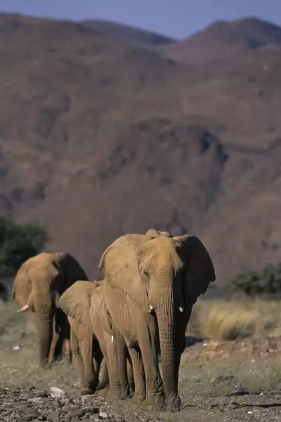 Desert-dwelling Elephant