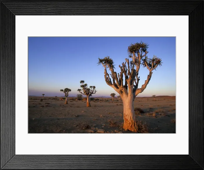 Framed Print : Kokerboom, (Aloe dichotoma) Framed Print : Kokerboom, (Aloe dichotoma)