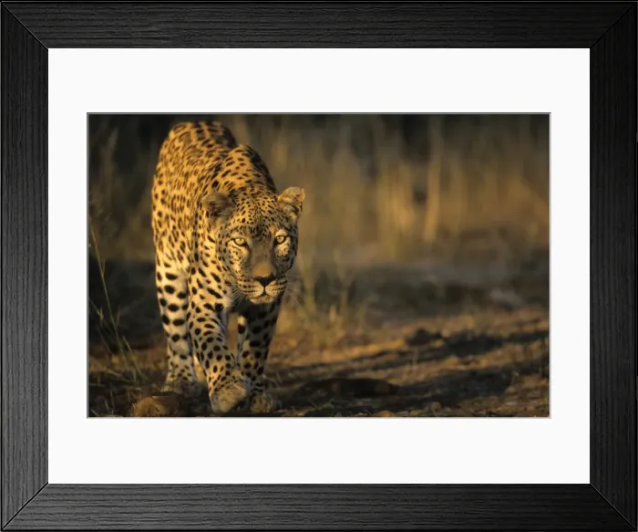 Framed Print : Leopard, (Panthera pardus) Framed Print : Leopard, (Panthera pardus)