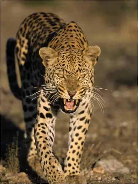 Leopard, (Panthera pardus)