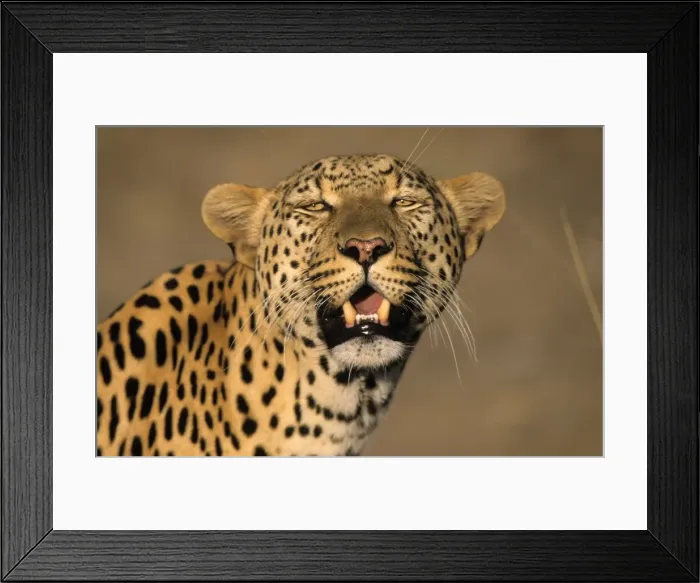 Framed Print : Leopard, (Panthera pardus) Framed Print : Leopard, (Panthera pardus)