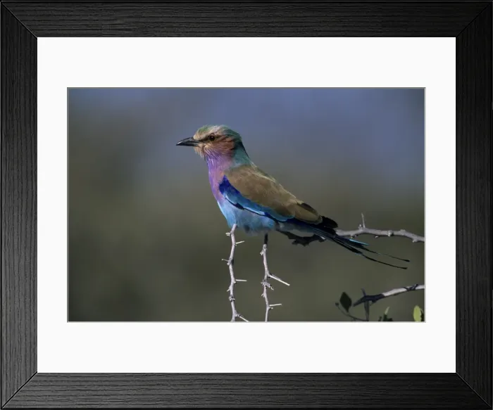 Framed Print : Lilac-brested Roller Framed Print : Lilac-brested Roller