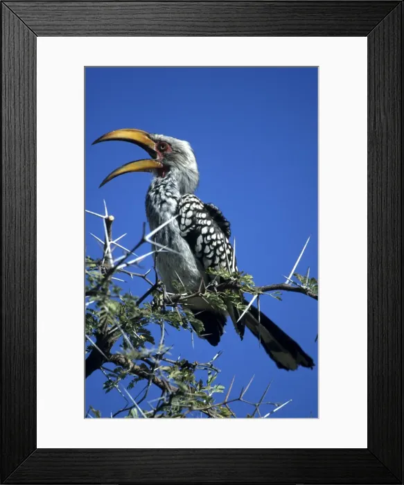 Framed Print : Yellow billed hornbill (Tockus flavirostris) Framed Print : Yellow billed hornbill (Tockus flavirostris)