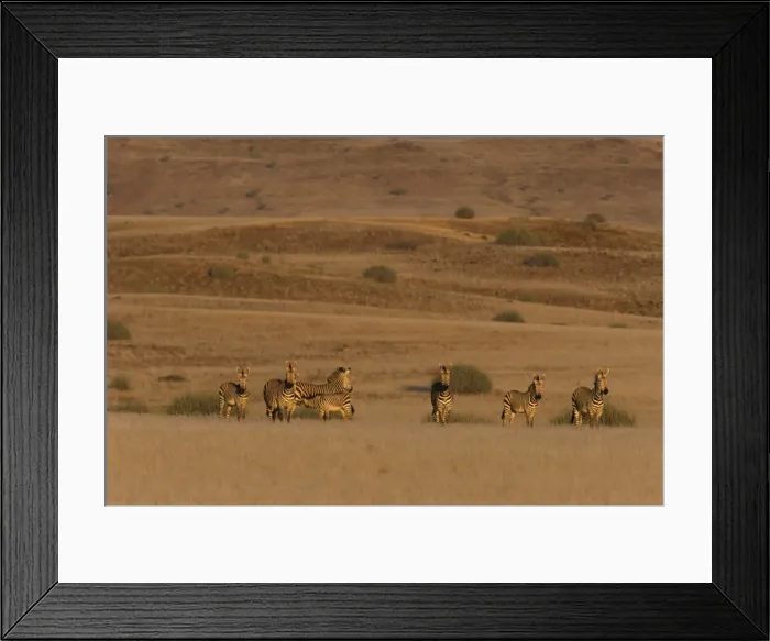 Framed Print : Hartmanns Mountain Zebra Framed Print : Hartmanns Mountain Zebra