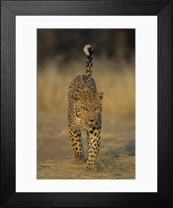 Framed Print : Leopard, Panthera pardus Framed Print : Leopard, Panthera pardus