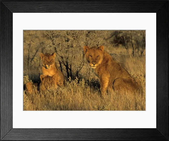 Framed Print : Lioness with cubs Framed Print : Lioness with cubs