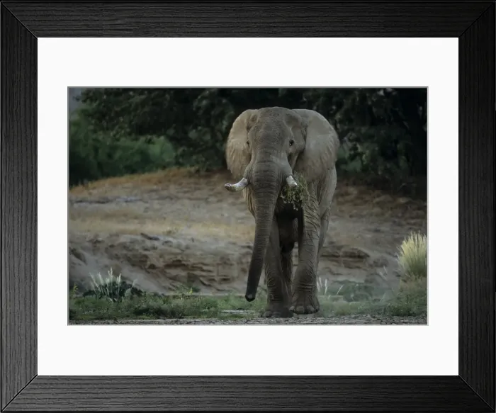 Framed Print : Desert-dwelling elephant Framed Print : Desert-dwelling elephant