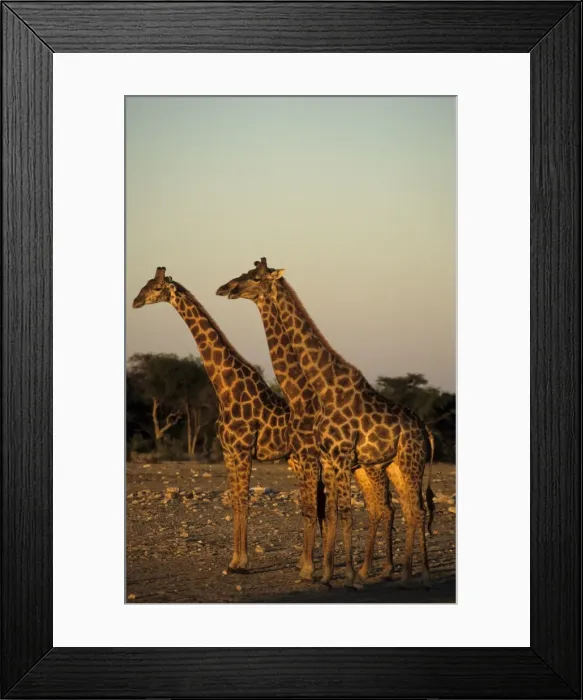 Framed Print : Giraffe, Giraffa camelopardalis Framed Print : Giraffe, Giraffa camelopardalis