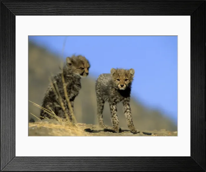 Framed Print : Cheetah cubs Framed Print : Cheetah cubs