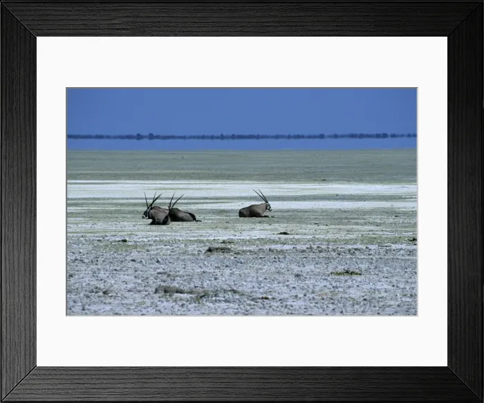 Framed Print : Oryx, gemsbok Framed Print : Oryx, gemsbok