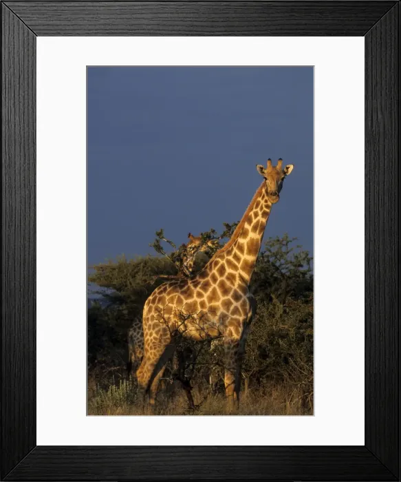 Framed Print : Giraffe, Giraffa camelopardalis Framed Print : Giraffe, Giraffa camelopardalis