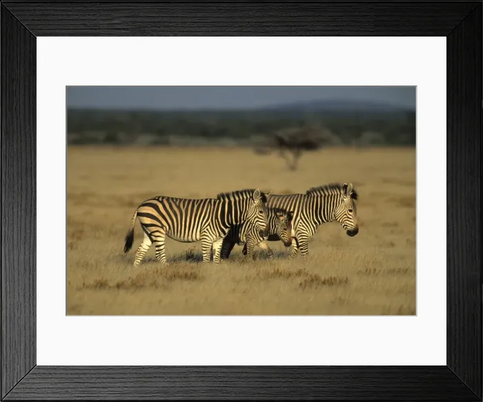 Framed Print : Hartmans mountain zebra Framed Print : Hartmans mountain zebra