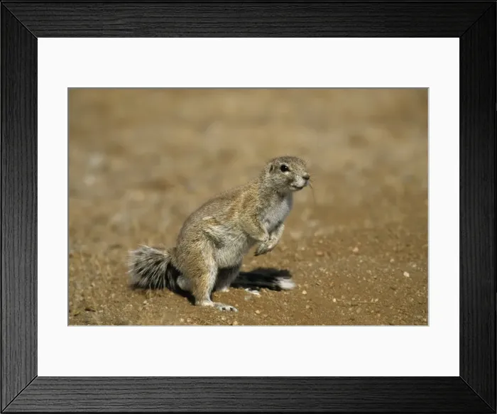 Framed Print : Cape ground squirrel Framed Print : Cape ground squirrel