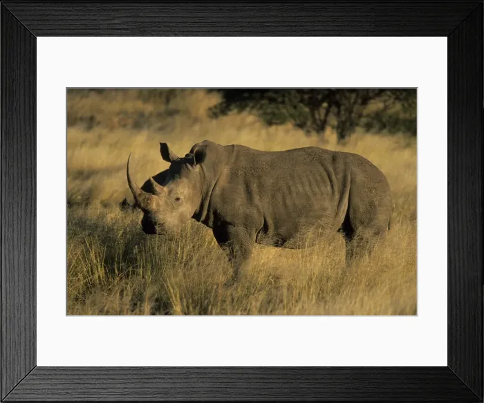 Framed Print : White rhinoceros Framed Print : White rhinoceros
