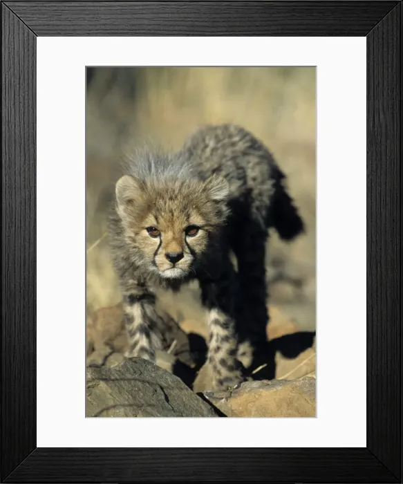 Framed Print : Cheetah cub Framed Print : Cheetah cub