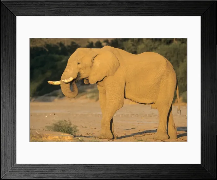 Framed Print : Desert-dwelling elephant Framed Print : Desert-dwelling elephant