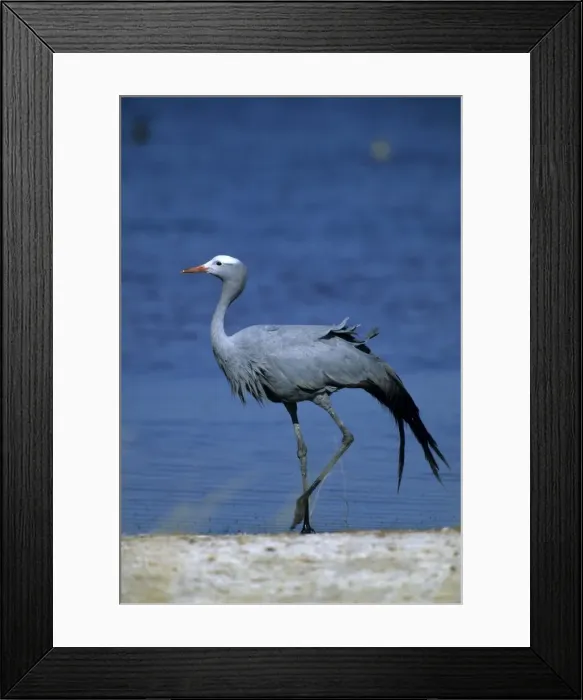 Framed Print : Blue crane Framed Print : Blue crane