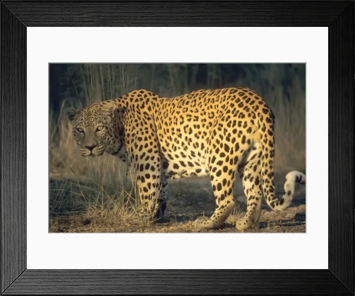 Framed Print : Leopard, Panthera pardus Framed Print : Leopard, Panthera pardus
