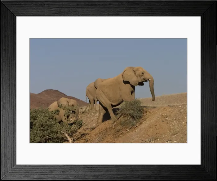 Framed Print : Desert-dwelling elephants Framed Print : Desert-dwelling elephants