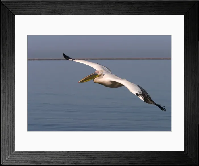 Framed Print : White pelican Framed Print : White pelican