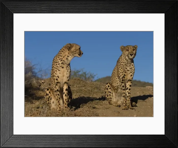 Framed Print : Cheetah, Acinonyx jubatus Framed Print : Cheetah, Acinonyx jubatus