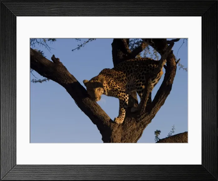 Framed Print : Leopard, Panthera pardus Framed Print : Leopard, Panthera pardus