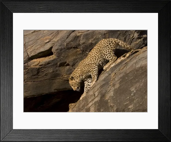 Framed Print : Leopard, Panthera pardus Framed Print : Leopard, Panthera pardus