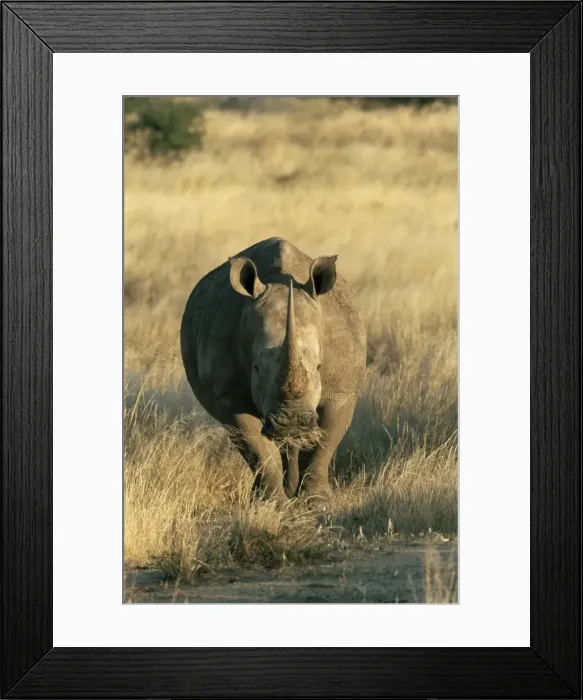 Framed Print : White rhinoceros (Ceratotherium simum)
