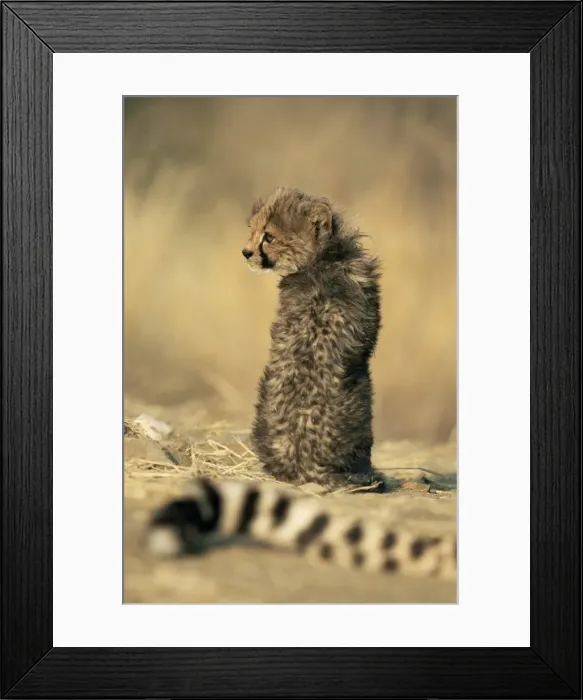 Framed Print : Cheetah cub (Acinonyx jubatus) Framed Print : Cheetah cub (Acinonyx jubatus)