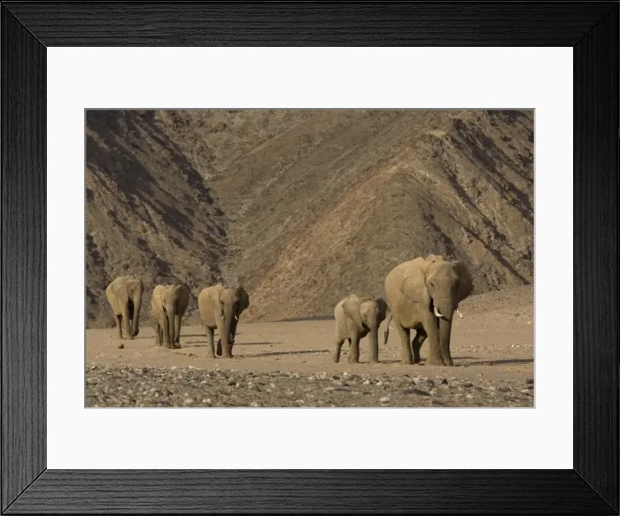 Framed Print : Herd of desert-dwelling elephant (Loxodonta africana africana) Framed Print : Herd of desert-dwelling elephant (Loxodonta africana africana)