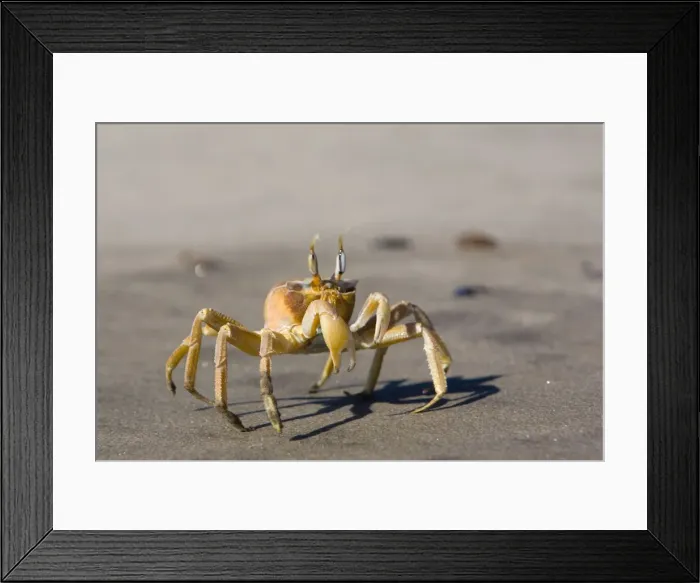 Framed Print : Ghost crab (Ocypode cursor) Framed Print : Ghost crab (Ocypode cursor)