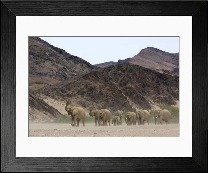 Framed Print : Herd of desert-dwelling elephant (Loxodonta africana africana) Framed Print : Herd of desert-dwelling elephant (Loxodonta africana africana)