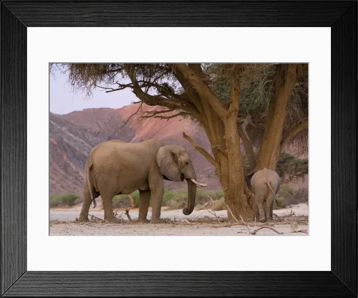 Framed Print : Desert-dwelling elephant (Loxodonta africana africana) Framed Print : Desert-dwelling elephant (Loxodonta africana africana)